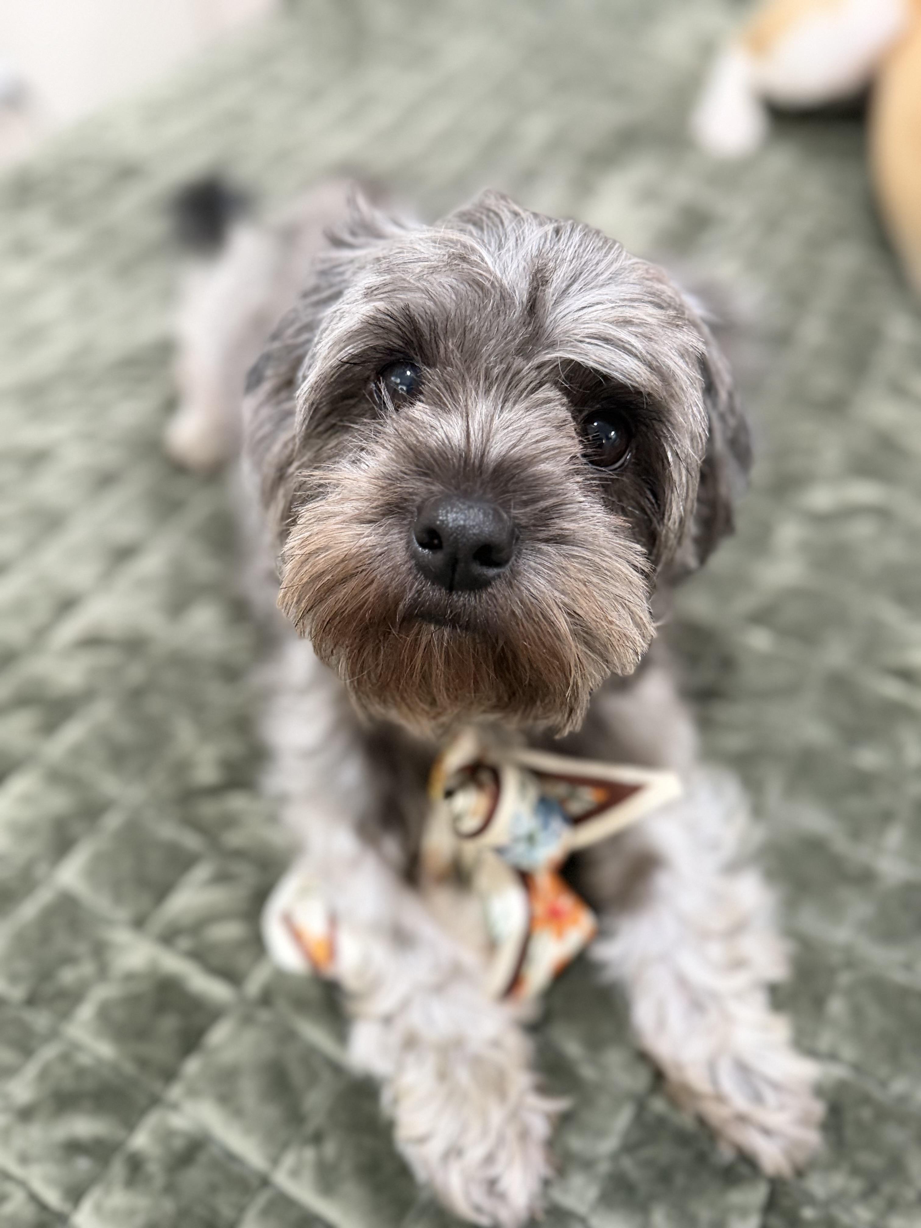 Enlarge Stormi, a Adopted mixed breed in Mendham, NJ image 1/3