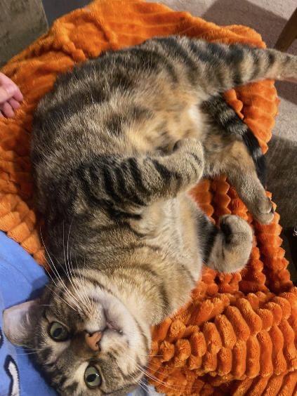 Loverboy, a ADOPTABLE Domestic Short Hair in London, ON image 5/6