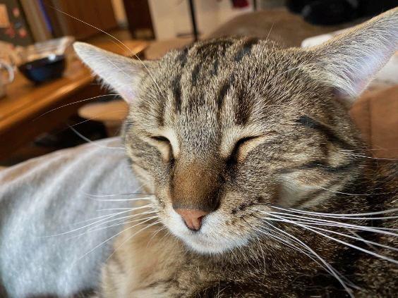 Loverboy, a ADOPTABLE Domestic Short Hair in London, ON image 3/6