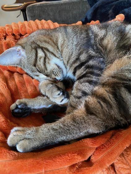 Loverboy, a ADOPTABLE Domestic Short Hair in London, ON image 4/6
