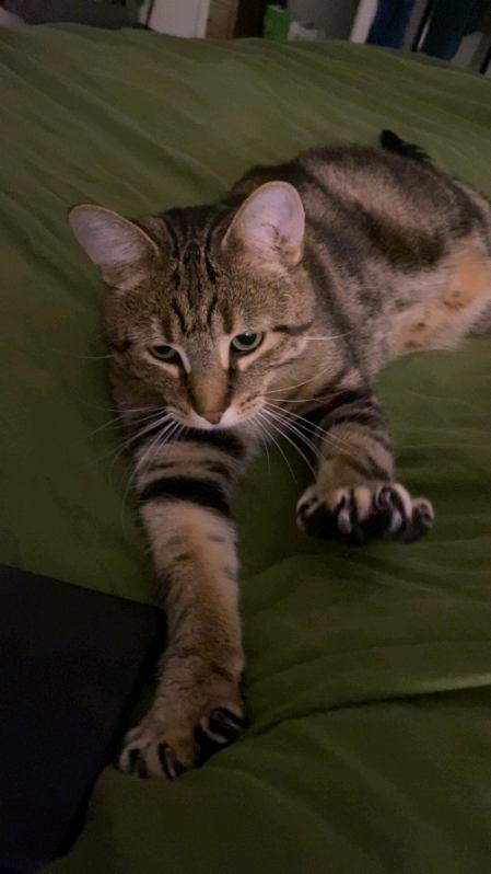 Loverboy, a ADOPTABLE Domestic Short Hair in London, ON image 6/6