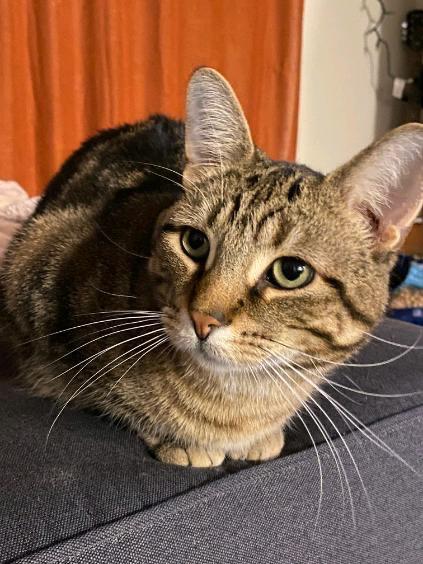 Loverboy, a ADOPTABLE Domestic Short Hair in London, ON image 1/6