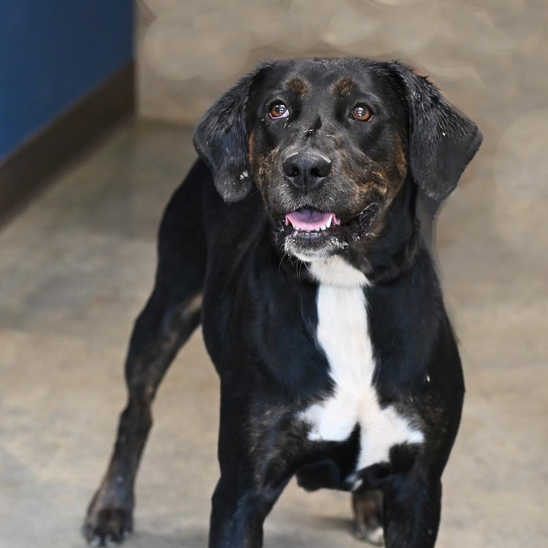 Enlarge Mercedes, a Adoptable mixed breed in Hot Springs, AR image 1/2