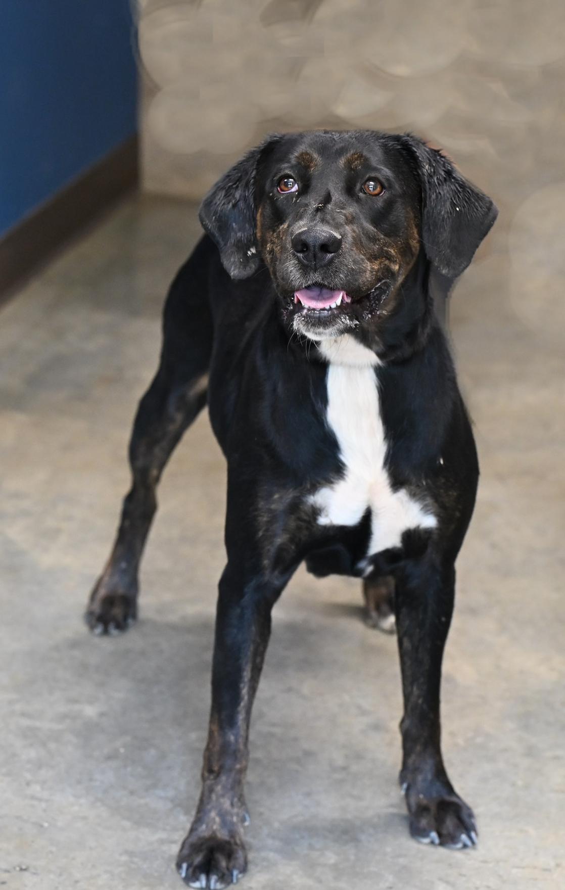 Enlarge Mercedes, a Adoptable mixed breed in Hot Springs, AR image 1/1