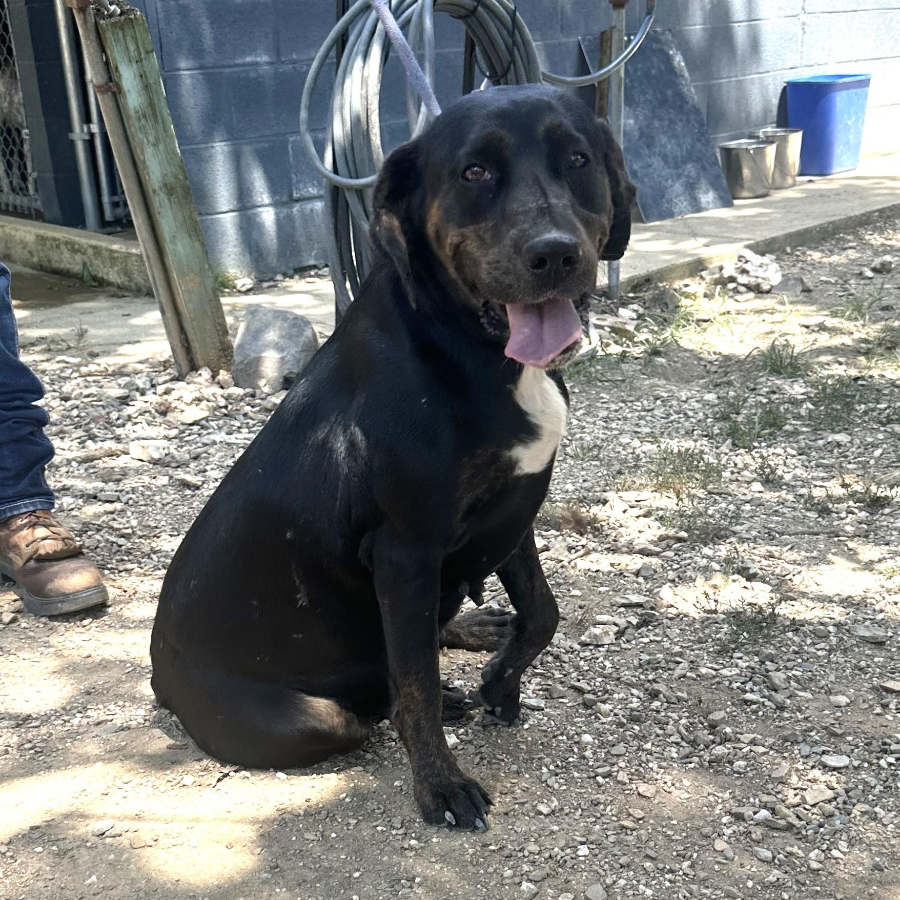 Enlarge Mercedes, a Adoptable mixed breed in Hot Springs, AR image 2/2