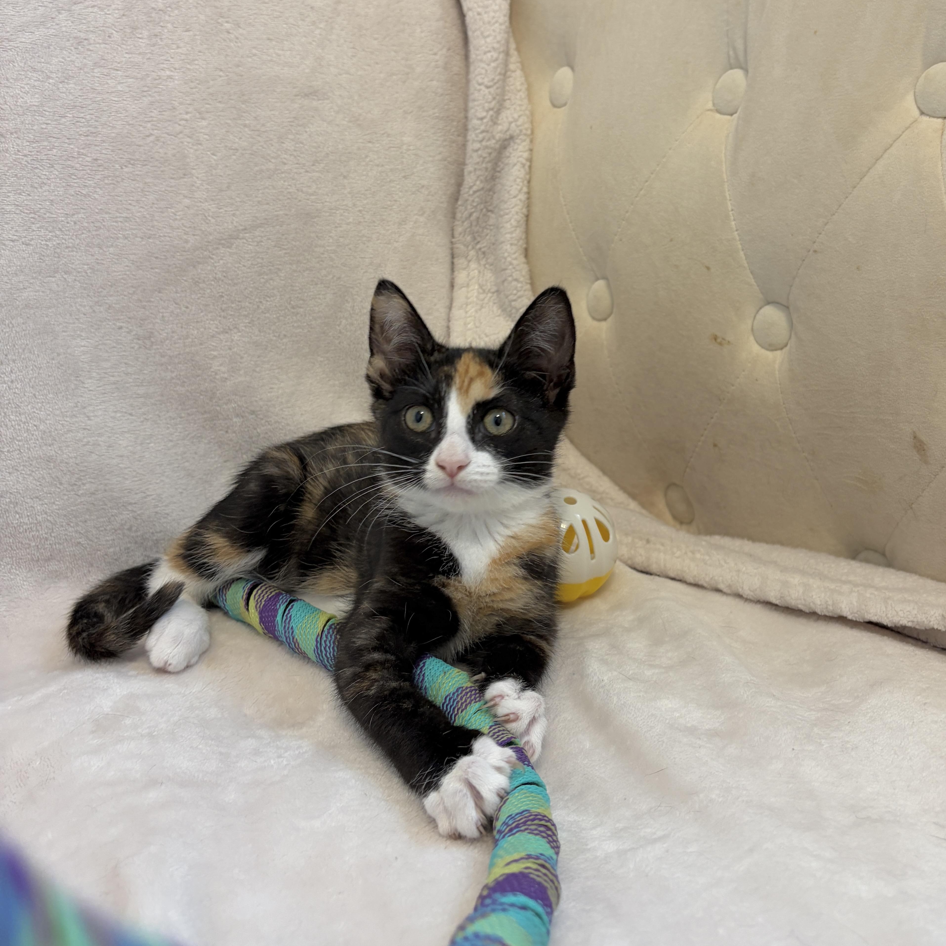 Enlarge Willow, a Adoptable mixed breed in Moriches, NY image 4/4