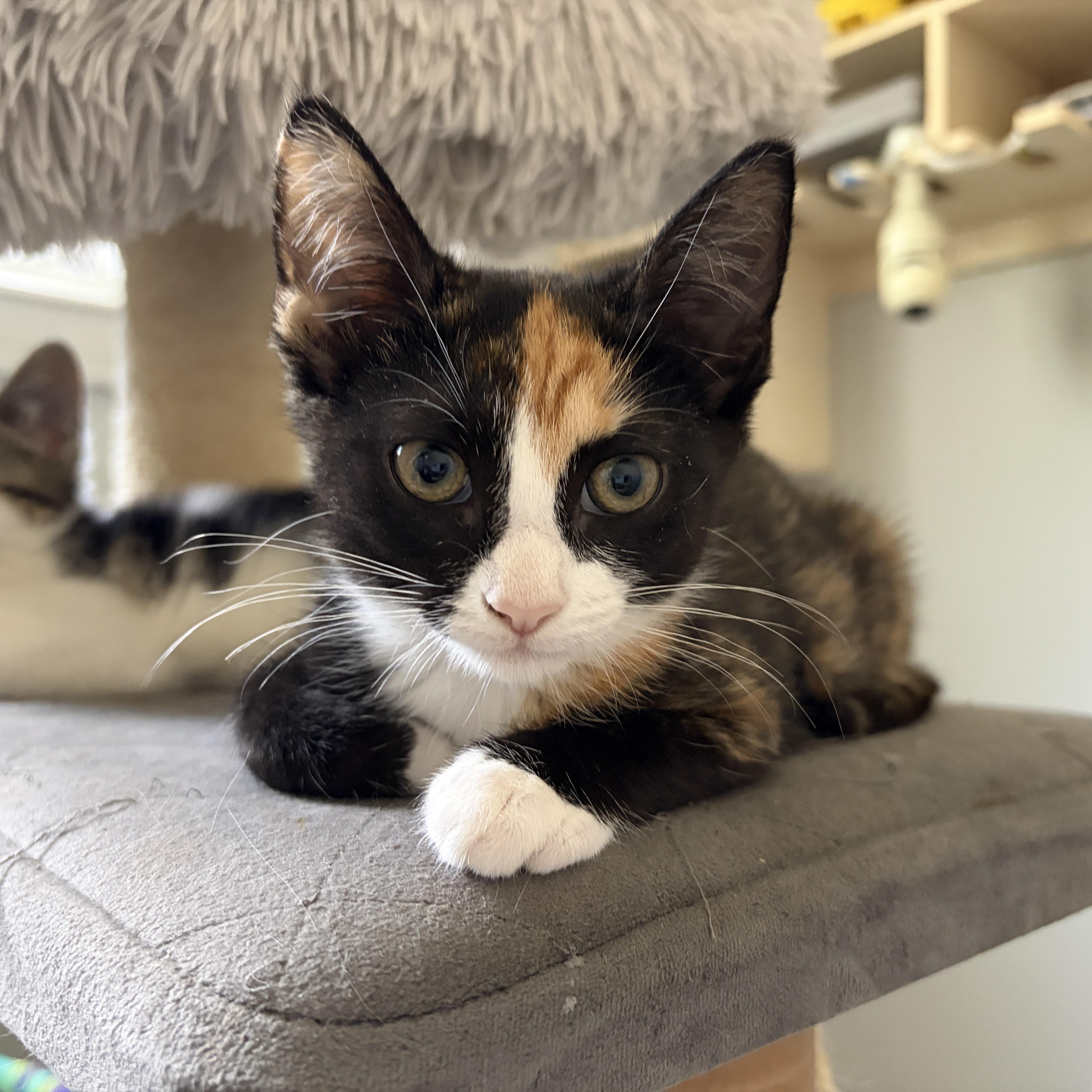 Enlarge Willow, a Adoptable mixed breed in Moriches, NY image 3/4