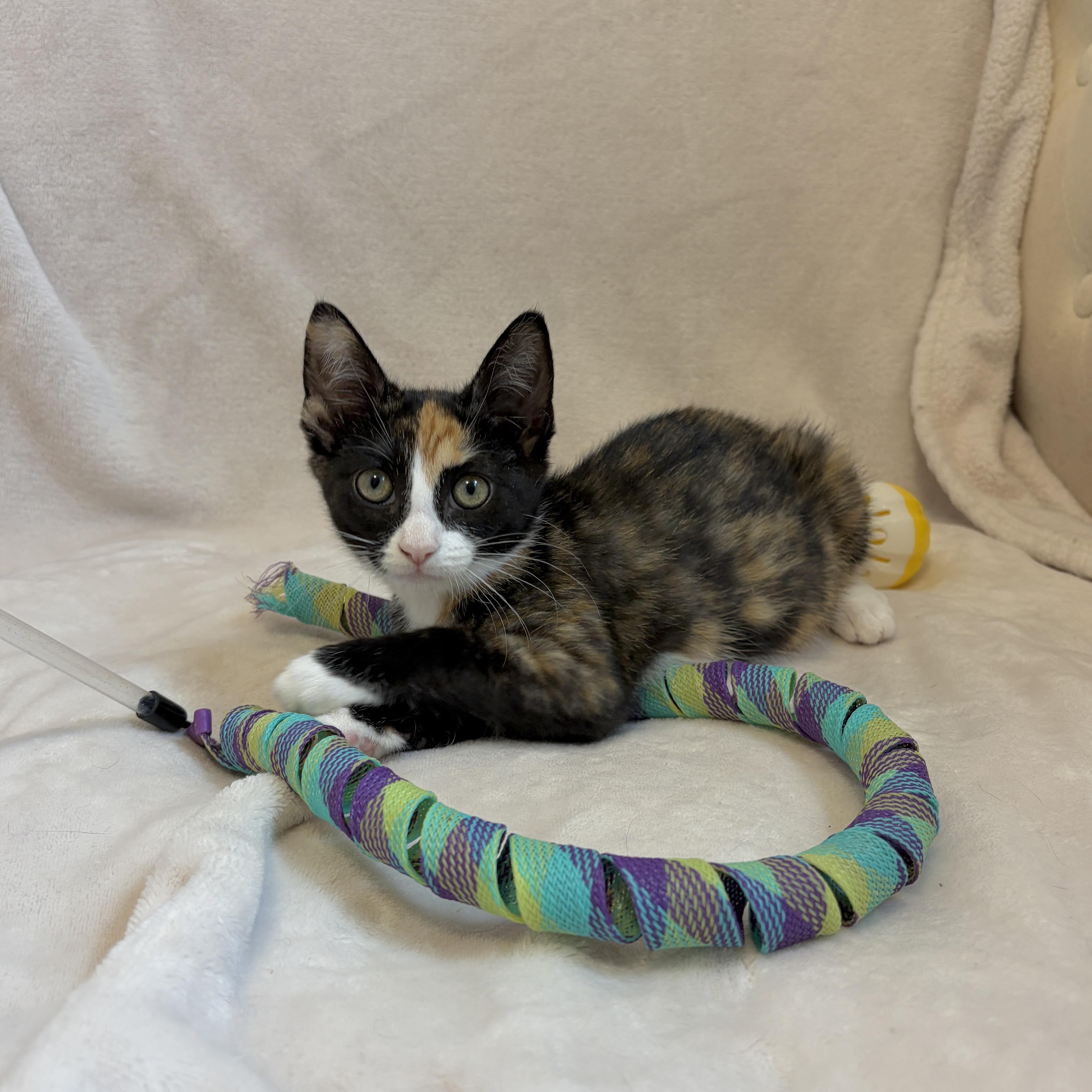 Enlarge Willow, a Adoptable mixed breed in Moriches, NY image 2/4