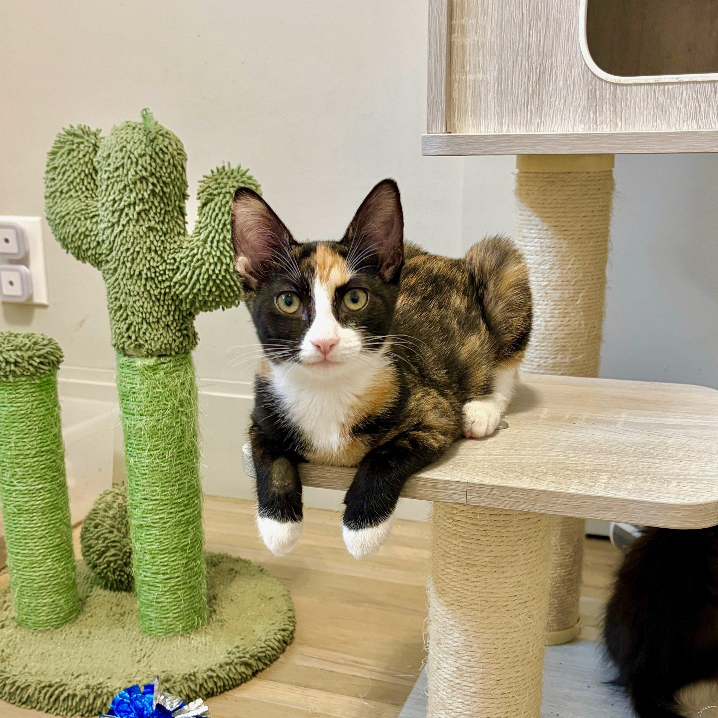 Willow, Adoptable, Kitten Female Calico & Domestic Short Hair.
