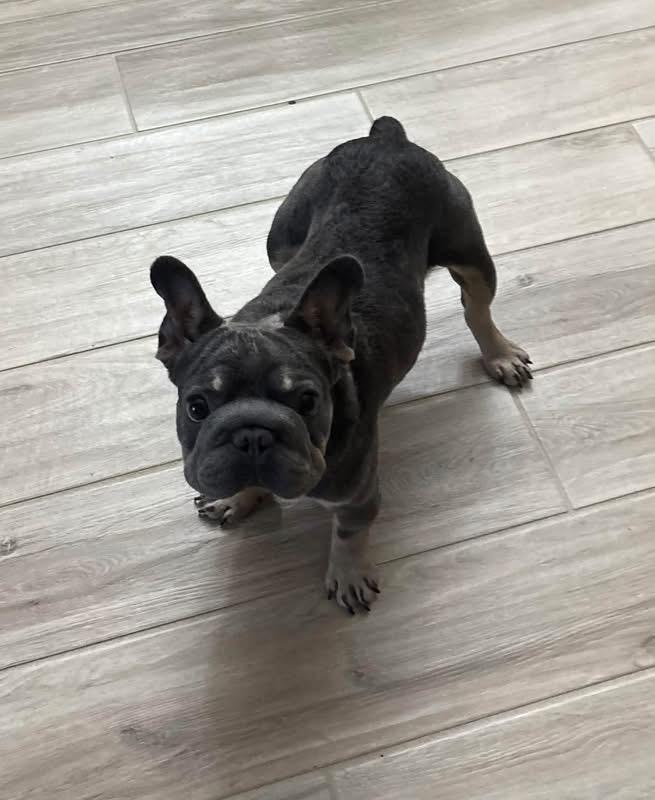 Kiki, Adoptable, Adult Female French Bulldog.