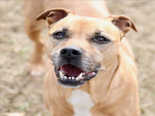 Enlarge LAYLA, a Adoptable mixed breed in Wilmington, NC image 1/1