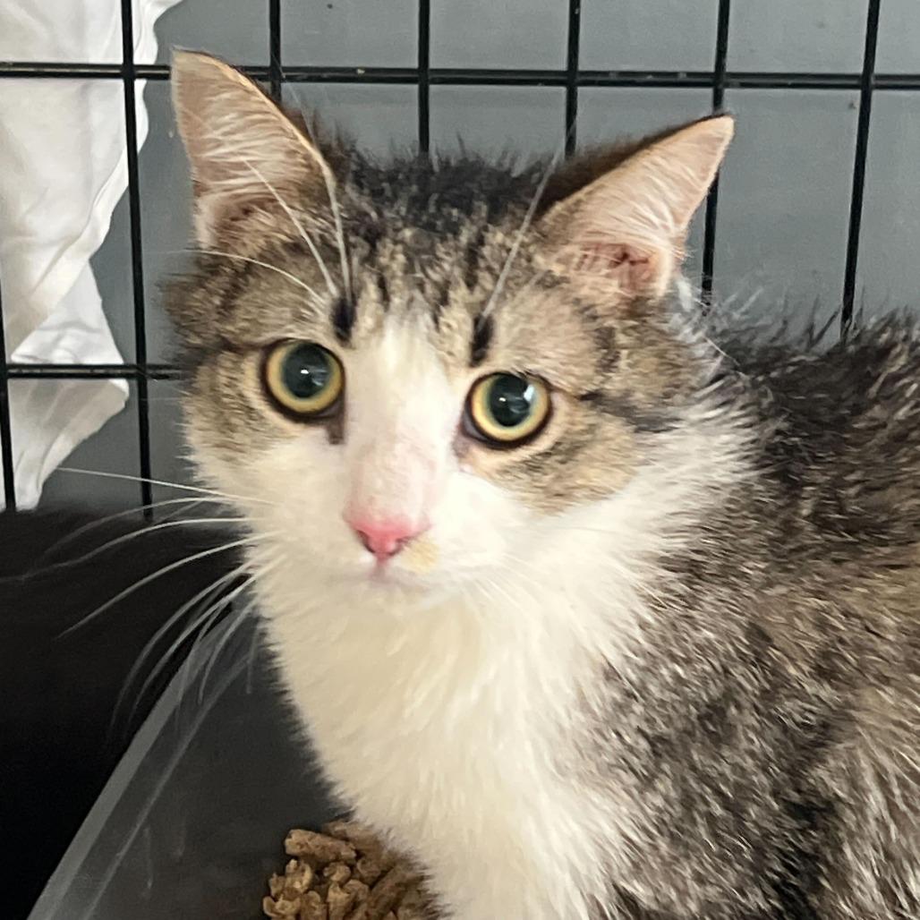 Enlarge Twister, a Adoptable Domestic Medium Hair in Oak Hill, WV image 1/1