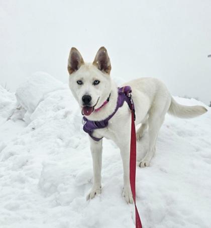 Icee, Adoptable, Young Female Siberian Husky & Mixed Breed.