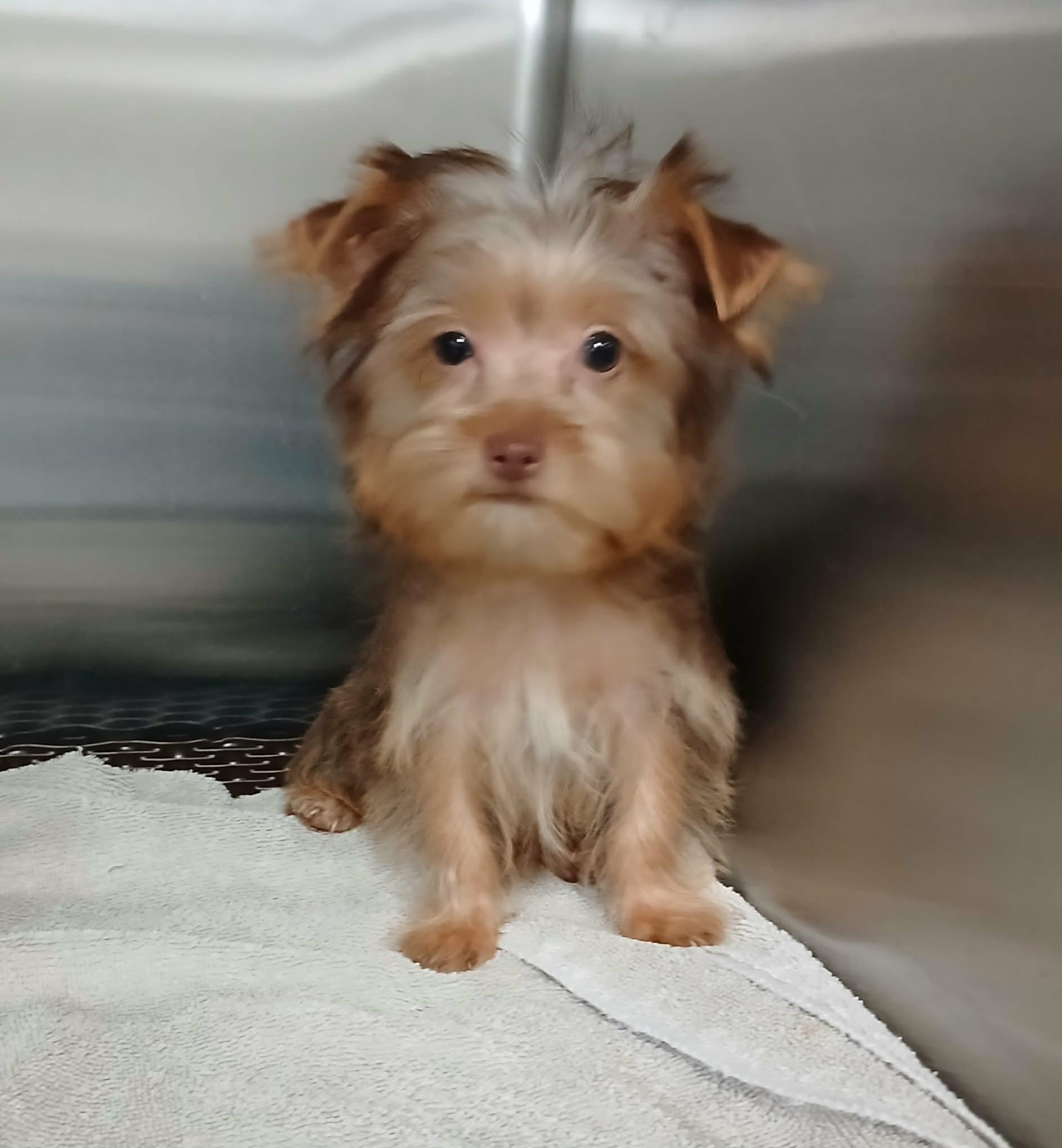 Simon, Adopted, Puppy Male Yorkshire Terrier.