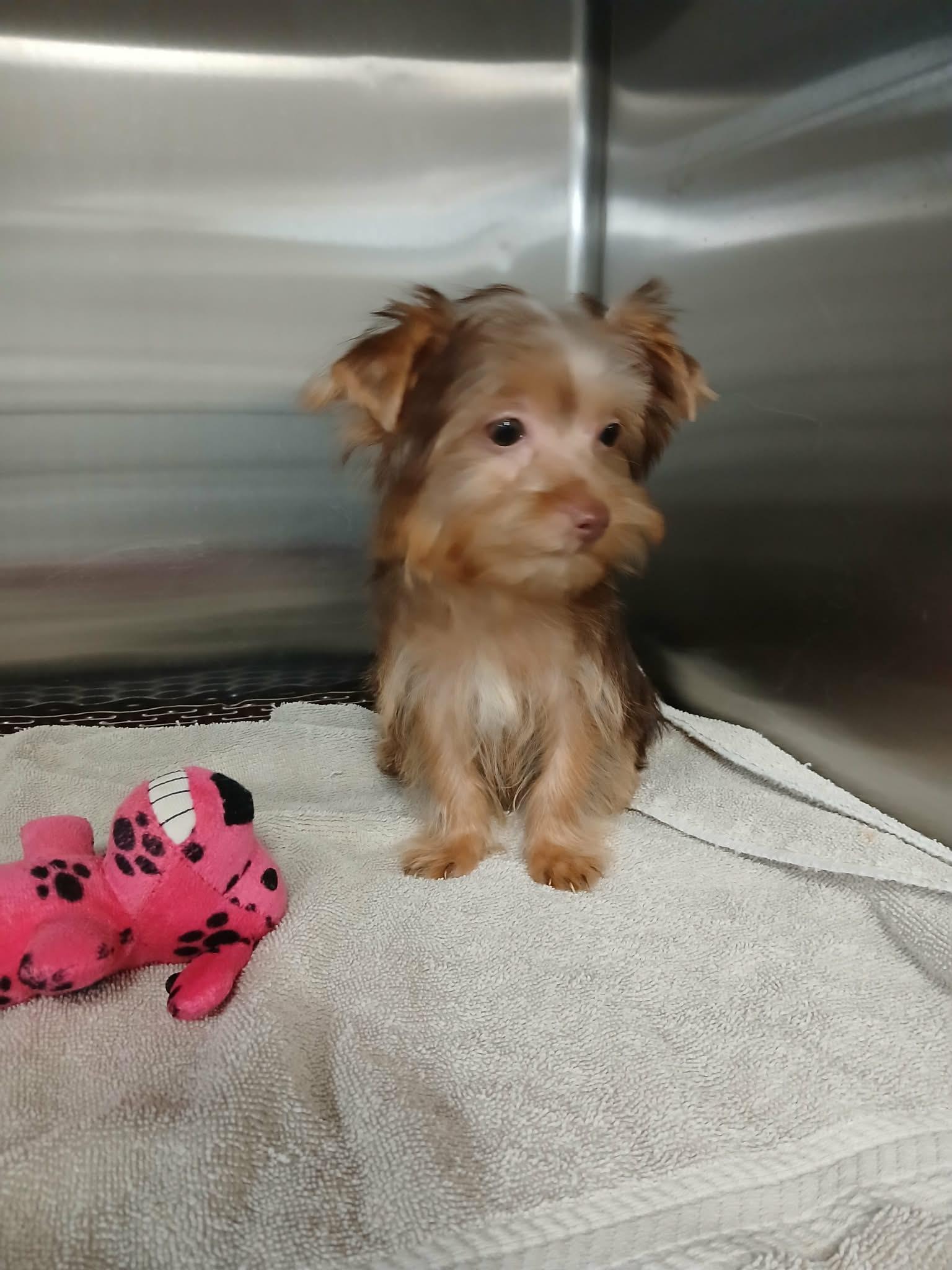 Enlarge Simon, a Adopted Yorkshire Terrier in Vernon, CT image 5/6