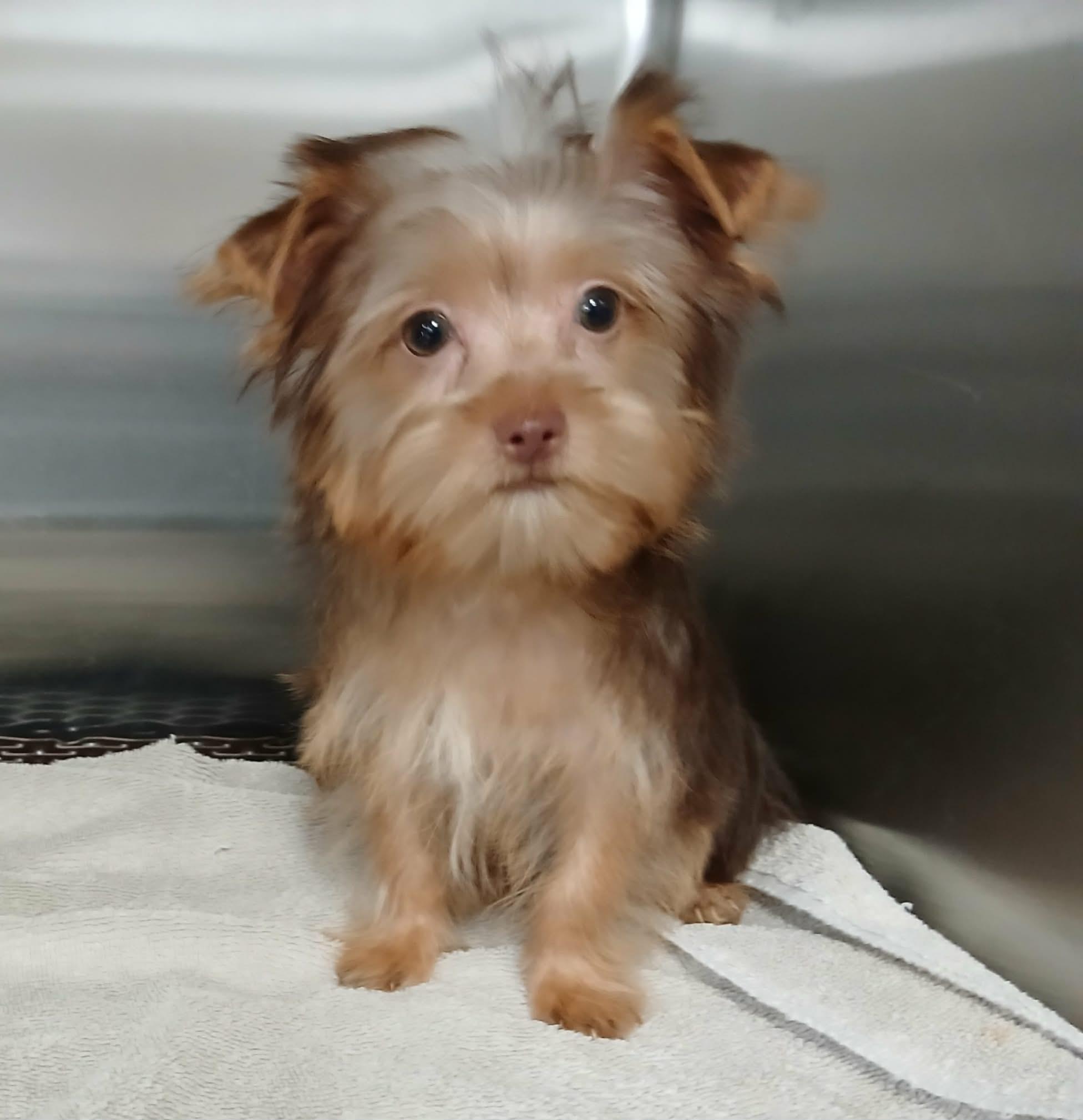 Enlarge Simon, a Adopted Yorkshire Terrier in Vernon, CT image 4/6
