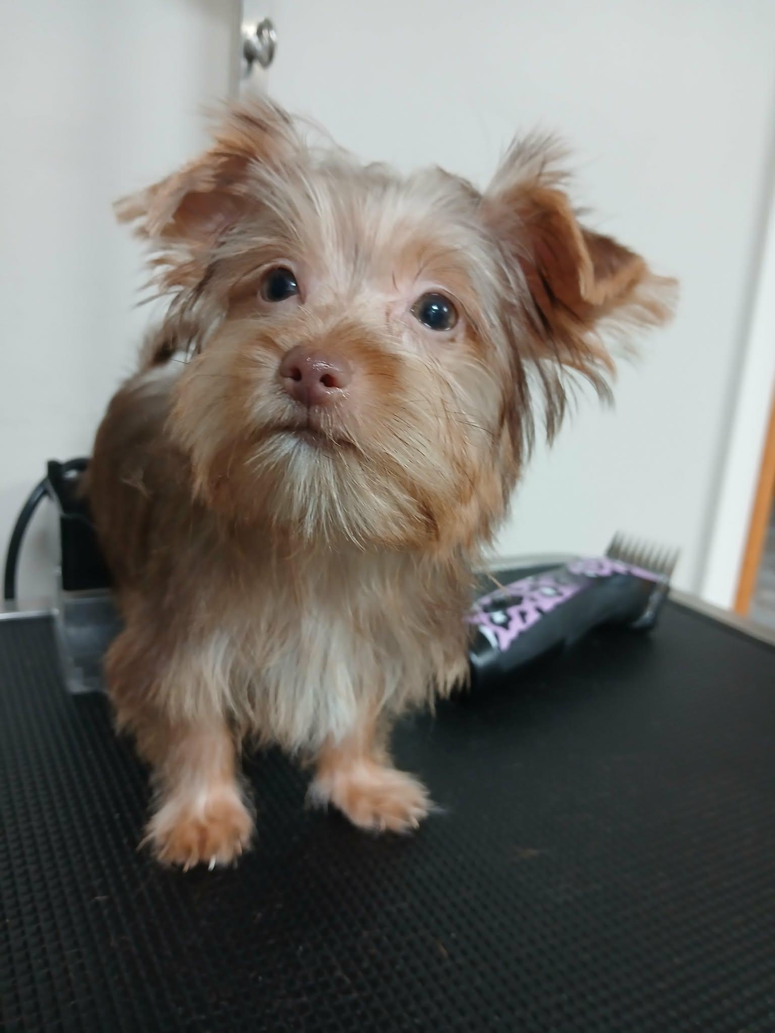 Enlarge Simon, a Adopted Yorkshire Terrier in Vernon, CT image 6/6