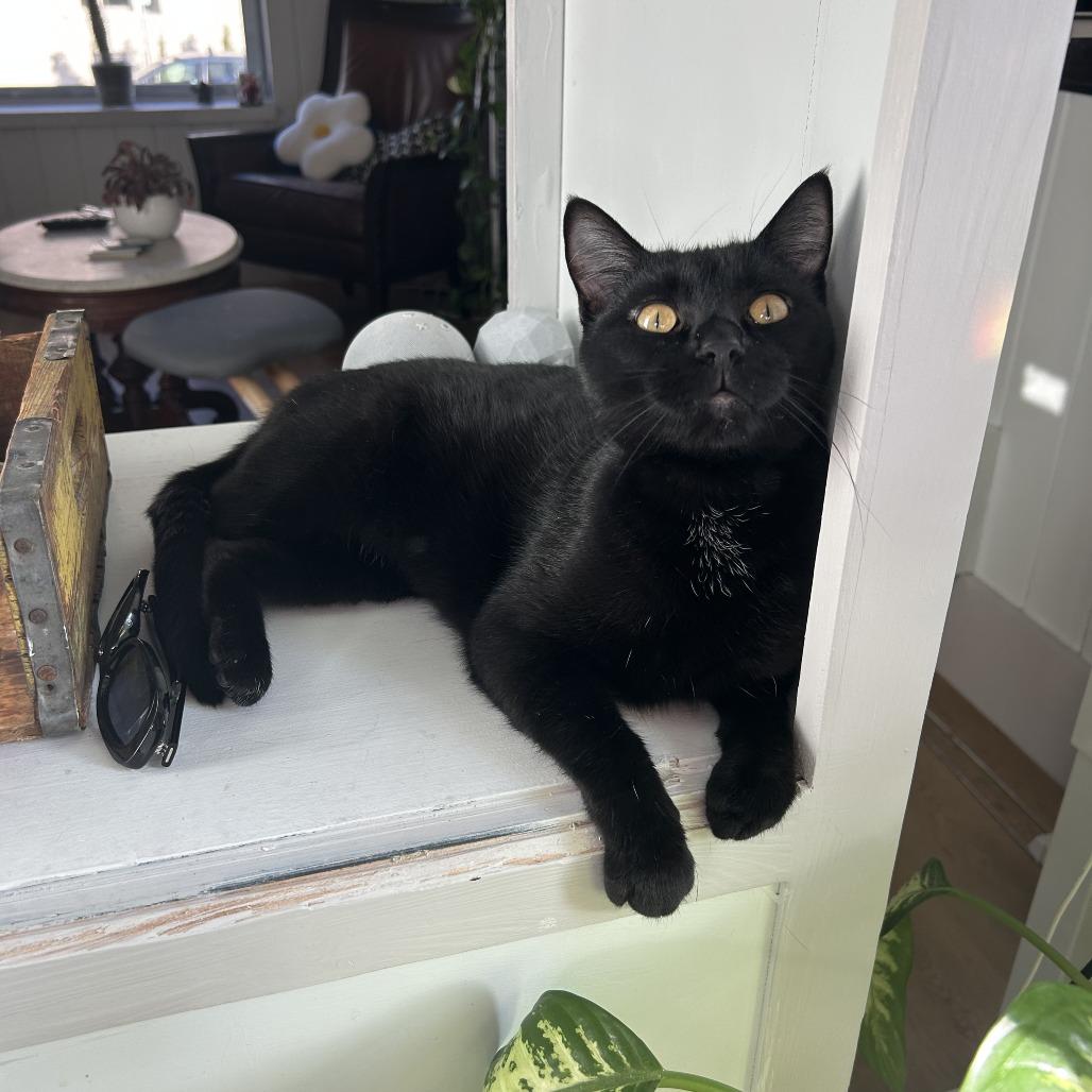 Enlarge Winter Valley, a Adoptable Domestic Short Hair in St. Paul, MN image 1/3