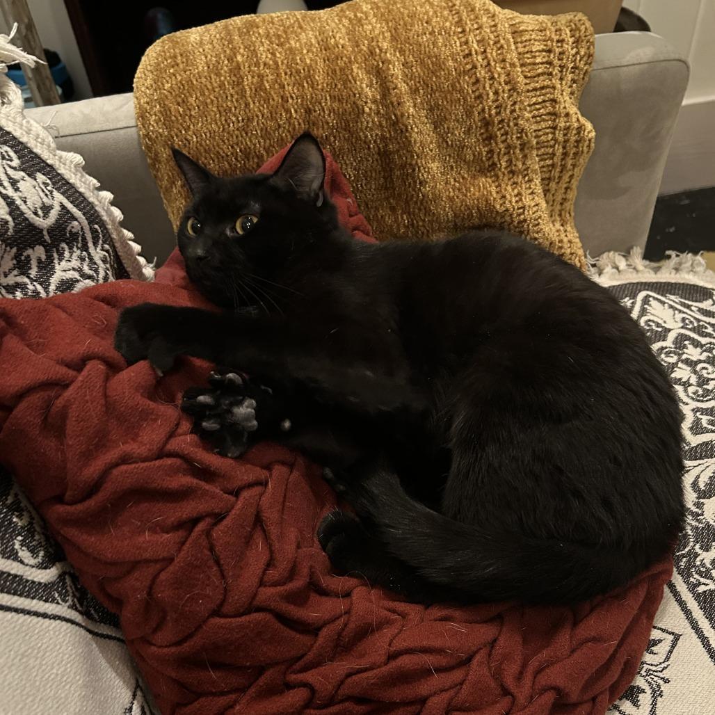 Enlarge Winter Valley, a Adoptable Domestic Short Hair in St. Paul, MN image 2/3