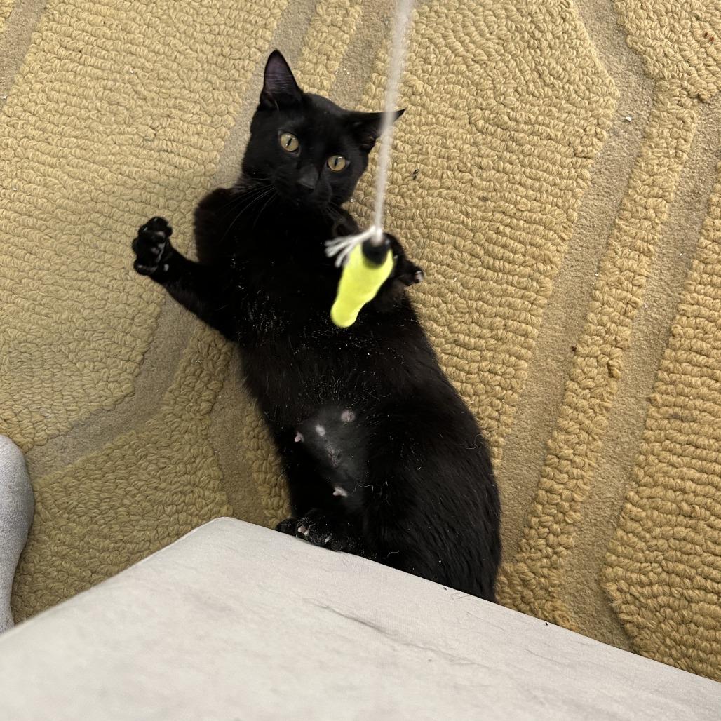 Enlarge Winter Valley, a Adoptable Domestic Short Hair in St. Paul, MN image 3/3