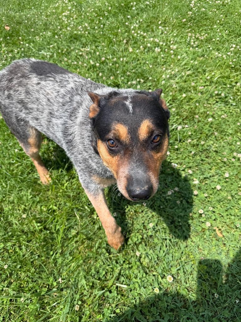Enlarge Sparky, a Adoptable Australian Cattle Dog / Blue Heeler in Lagrange, IN image 1/6