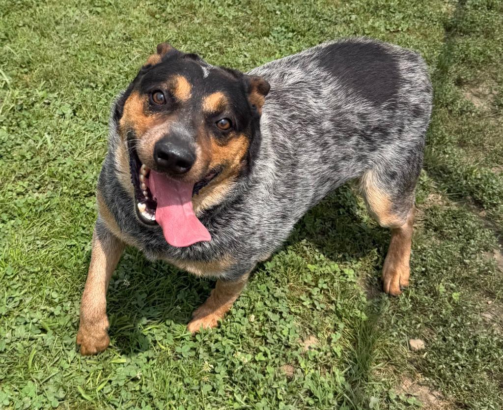 Enlarge Sparky, a Adoptable Australian Cattle Dog / Blue Heeler in Lagrange, IN image 2/6