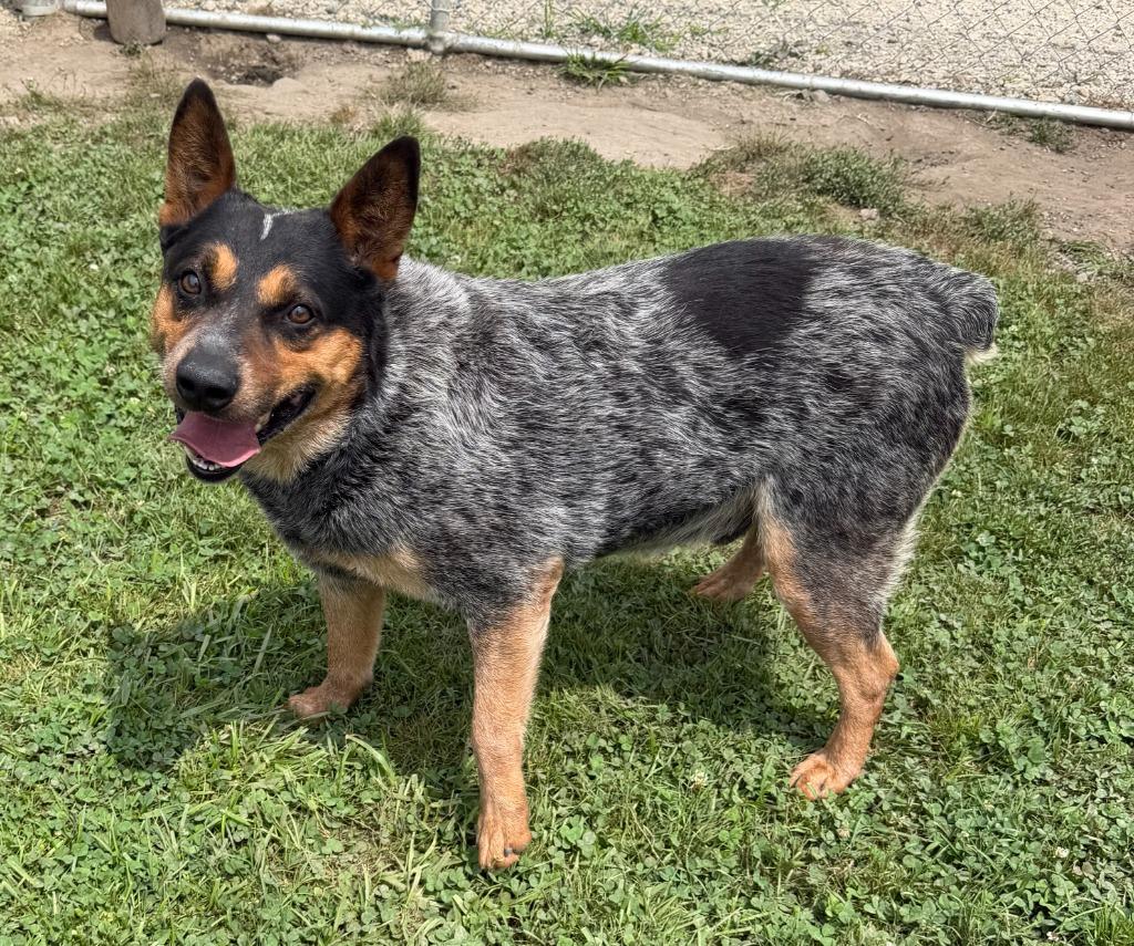 Enlarge Sparky, a Adoptable Australian Cattle Dog / Blue Heeler in Lagrange, IN image 3/6