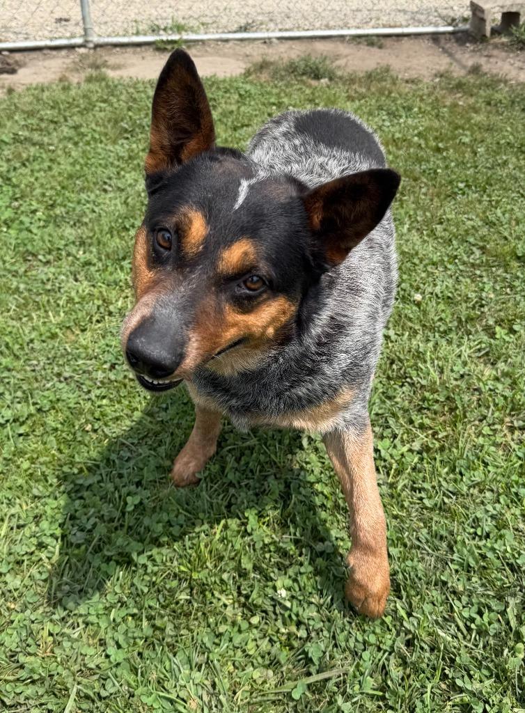 Enlarge Sparky, a Adoptable Australian Cattle Dog / Blue Heeler in Lagrange, IN image 4/6