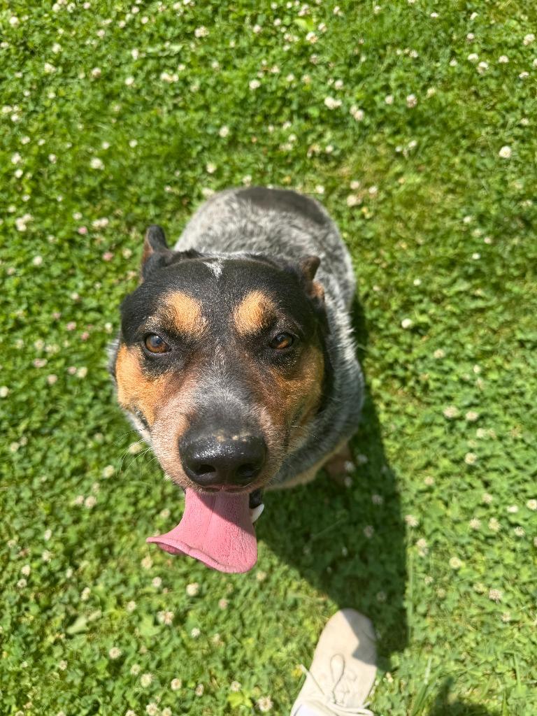 Enlarge Sparky, a Adoptable Australian Cattle Dog / Blue Heeler in Lagrange, IN image 5/6