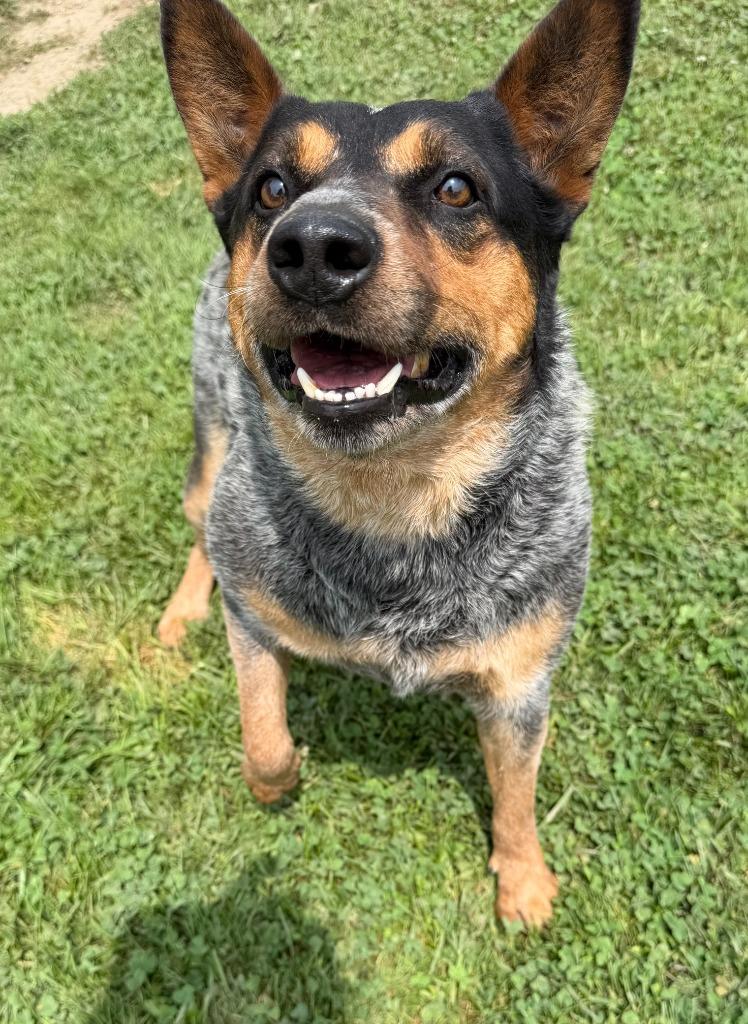 Enlarge Sparky, a Adoptable Australian Cattle Dog / Blue Heeler in Lagrange, IN image 6/6