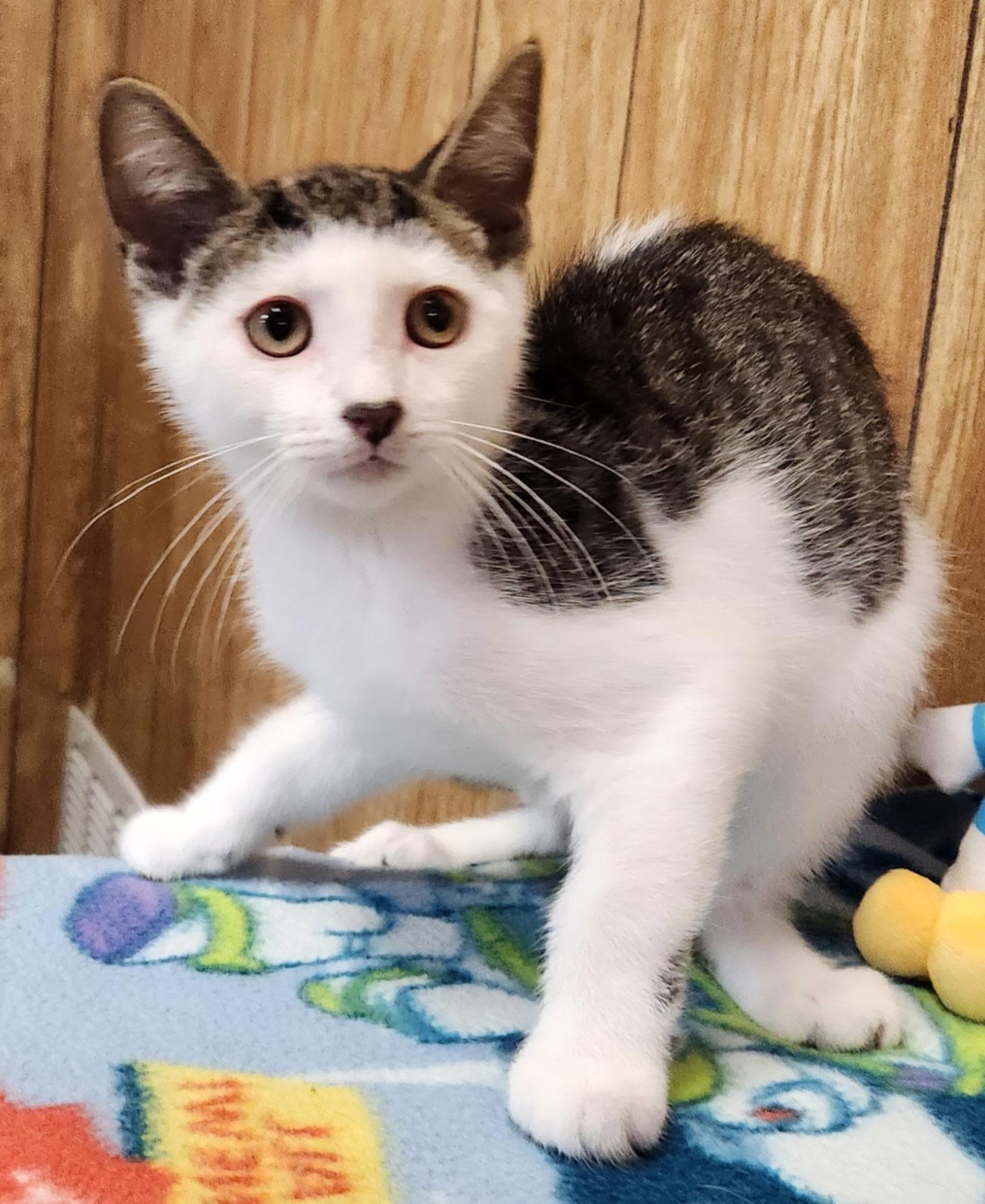 Peanut, a ADOPTABLE Domestic Short Hair in Linden, NJ image 4/6