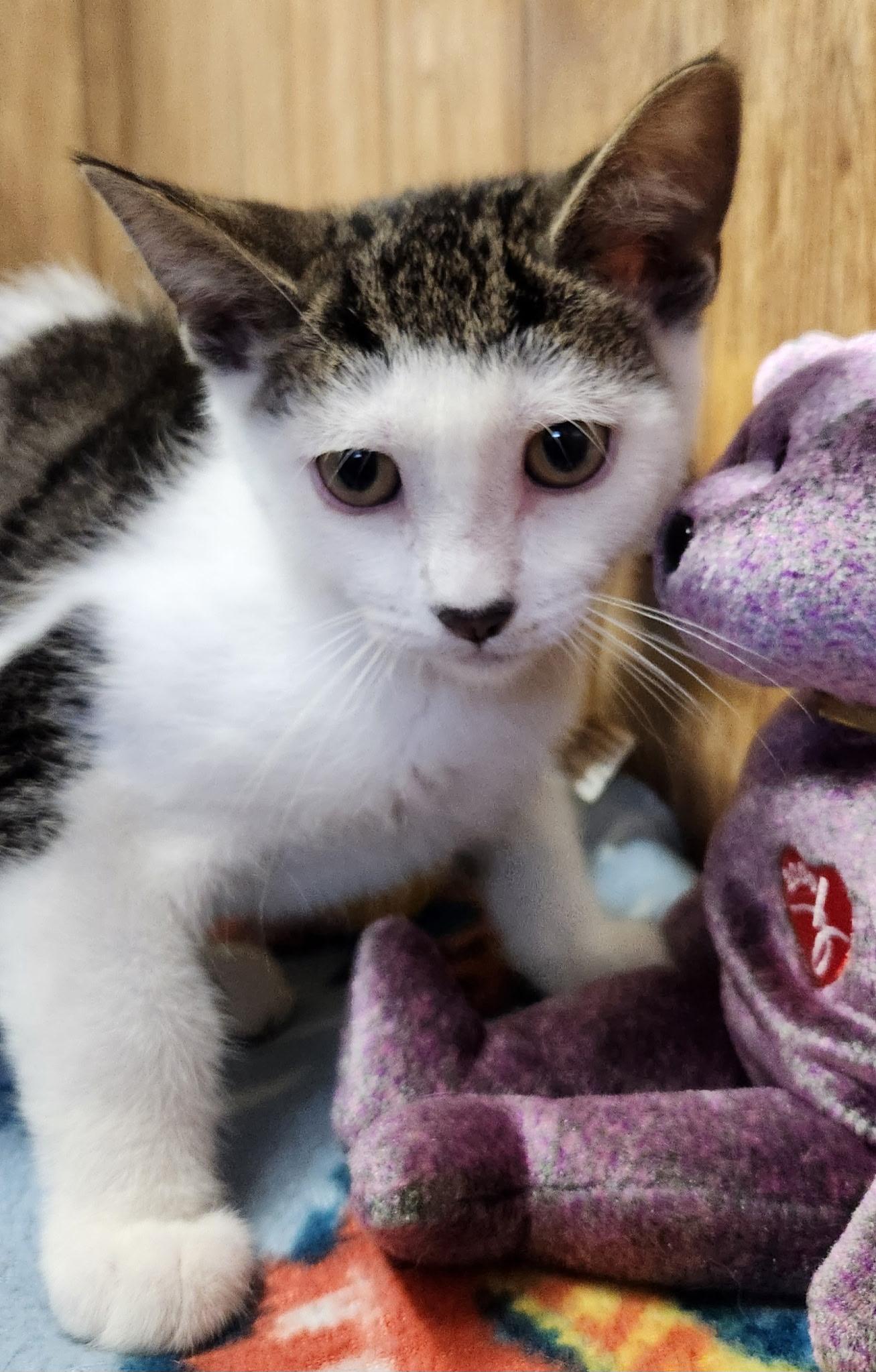 Peanut, a ADOPTABLE Domestic Short Hair in Linden, NJ image 2/6