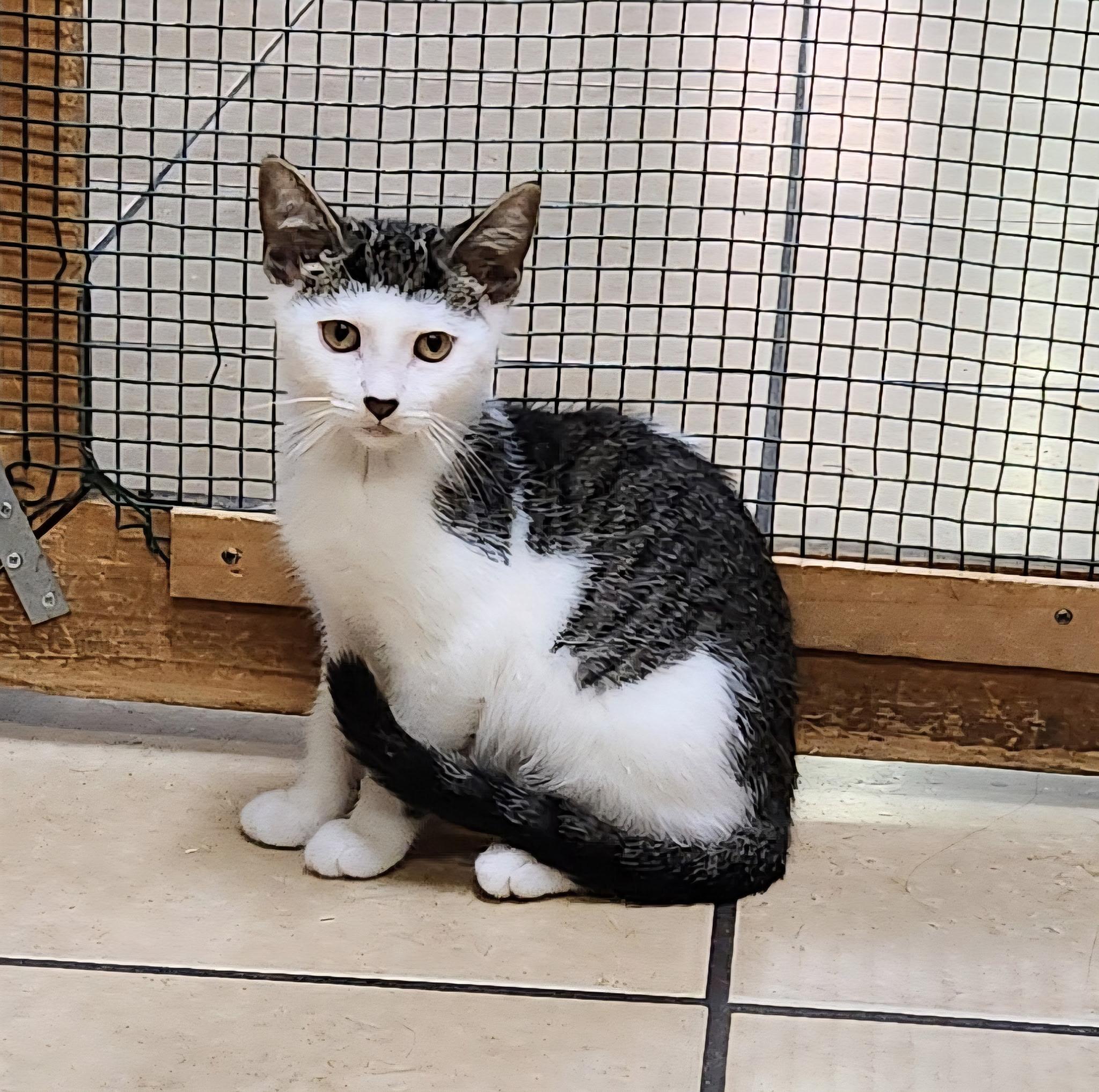 Peanut, a ADOPTABLE Domestic Short Hair in Linden, NJ image 3/6