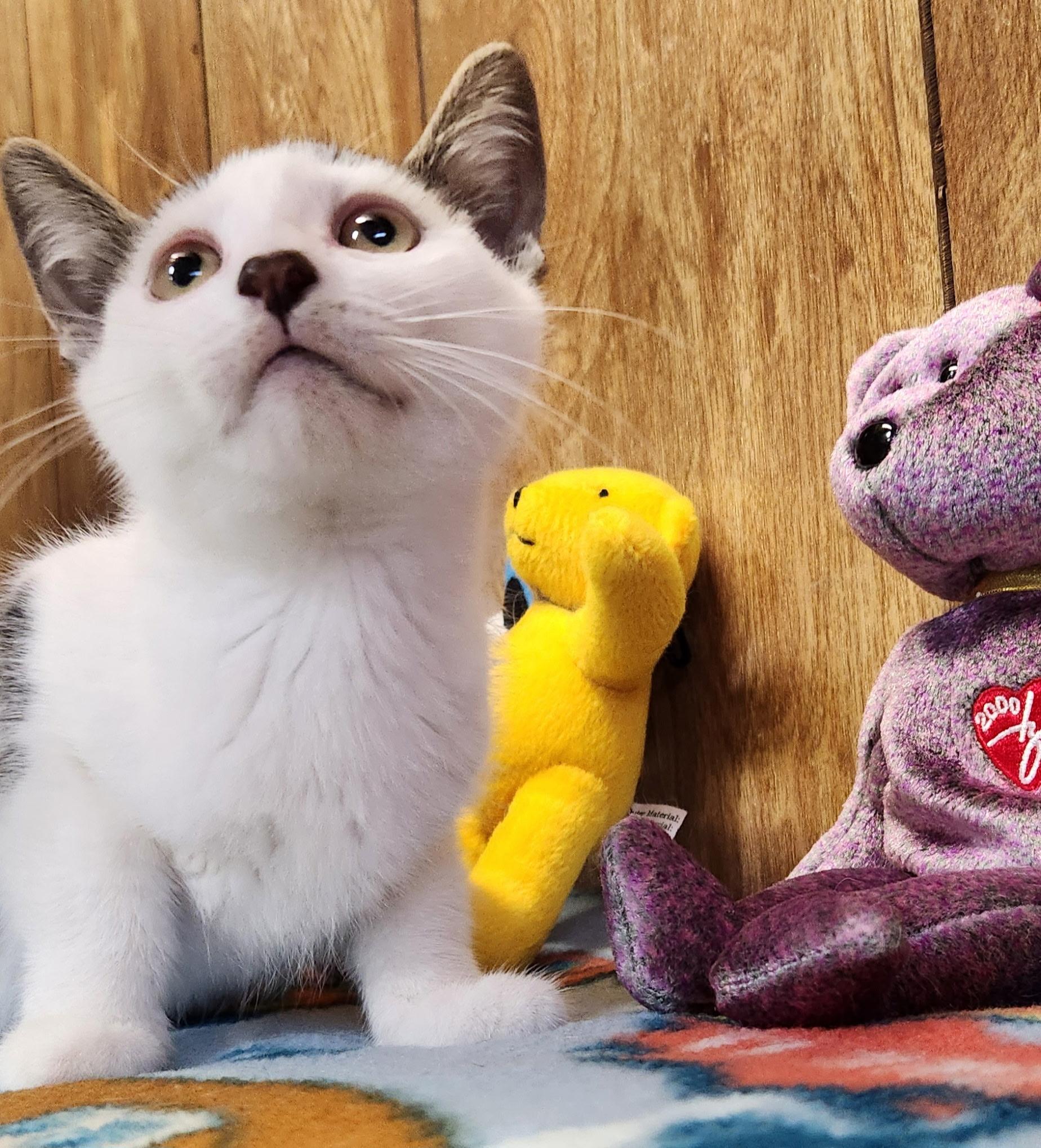 Peanut, a ADOPTABLE Domestic Short Hair in Linden, NJ image 5/6