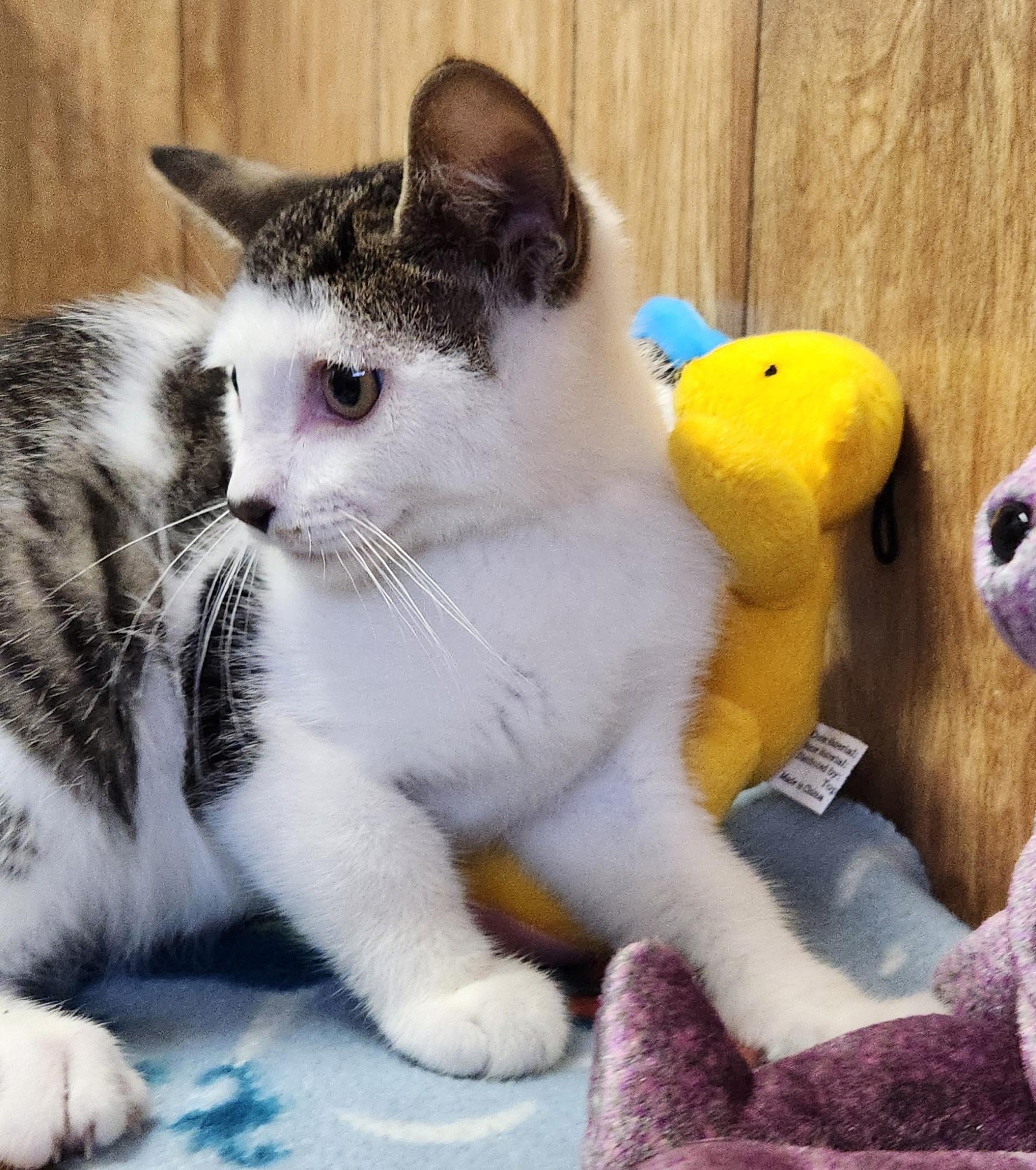 Peanut, a ADOPTABLE Domestic Short Hair in Linden, NJ image 6/6