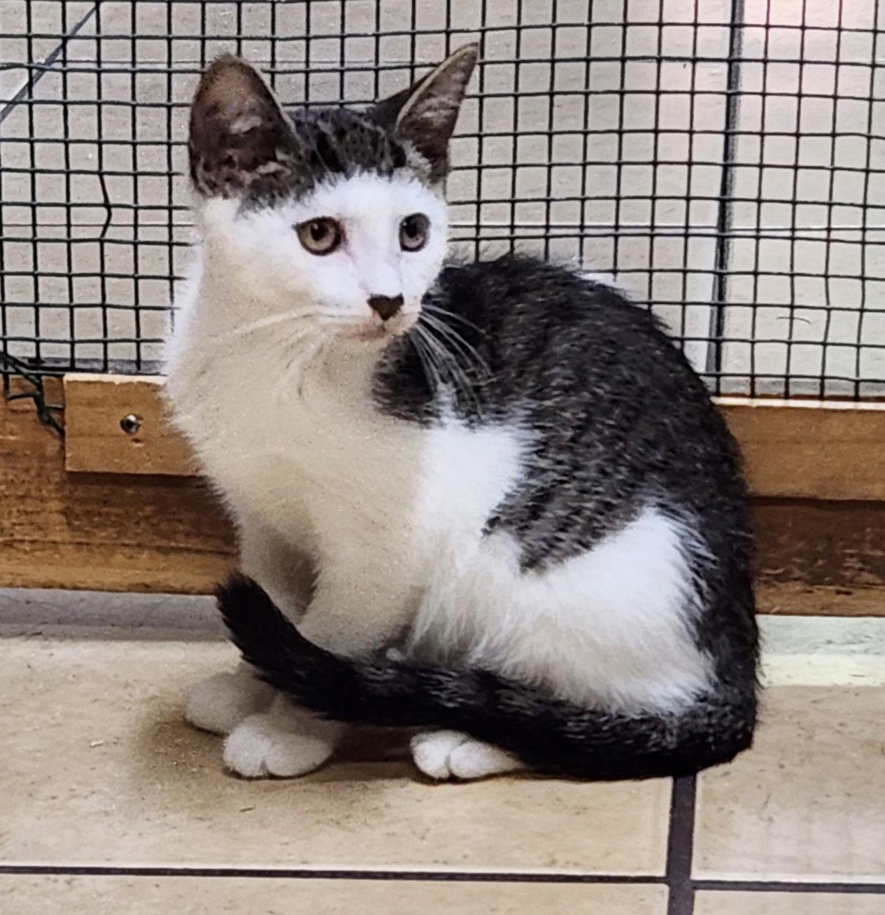 Peanut, ADOPTABLE, Kitten Male Domestic Short Hair.