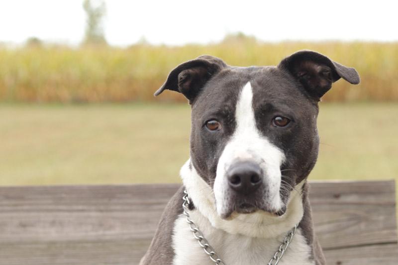 Enlarge Mario, a Adoptable mixed breed in Ionia, MI image 1/6
