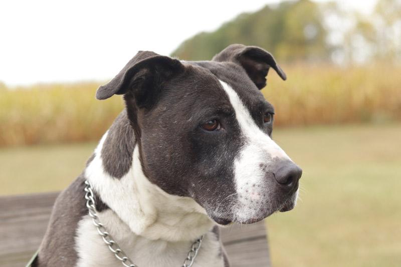 Enlarge Mario, a Adoptable mixed breed in Ionia, MI image 3/6