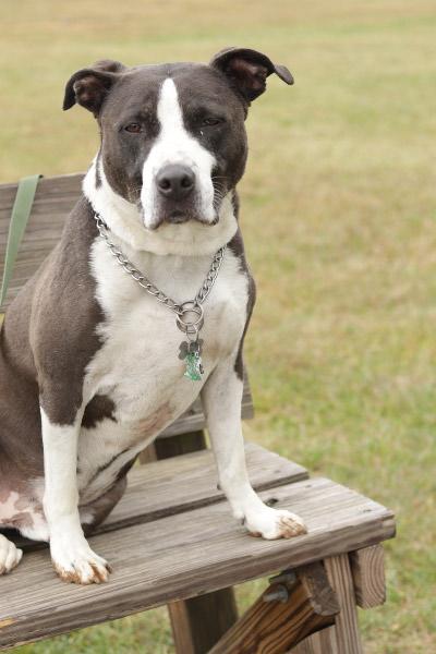 Enlarge Mario, a Adoptable mixed breed in Ionia, MI image 4/6