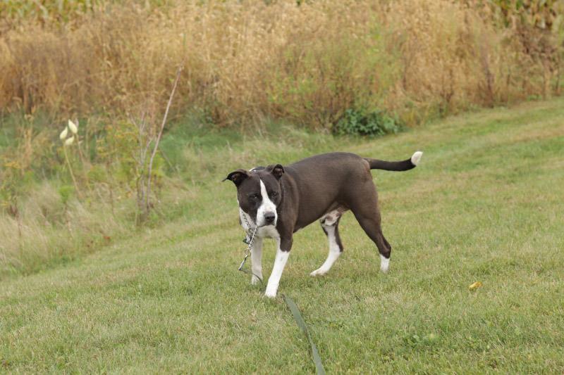 Enlarge Mario, a Adoptable mixed breed in Ionia, MI image 5/6
