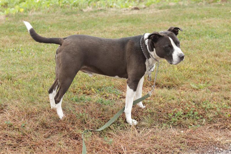 Enlarge Mario, a Adoptable mixed breed in Ionia, MI image 6/6