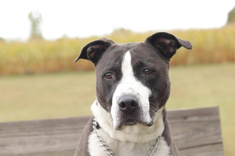 Enlarge Mario, a Adoptable mixed breed in Ionia, MI image 2/6