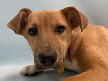 Pepe, Adoptable, Puppy Female Labrador Retriever & German Shepherd Dog.