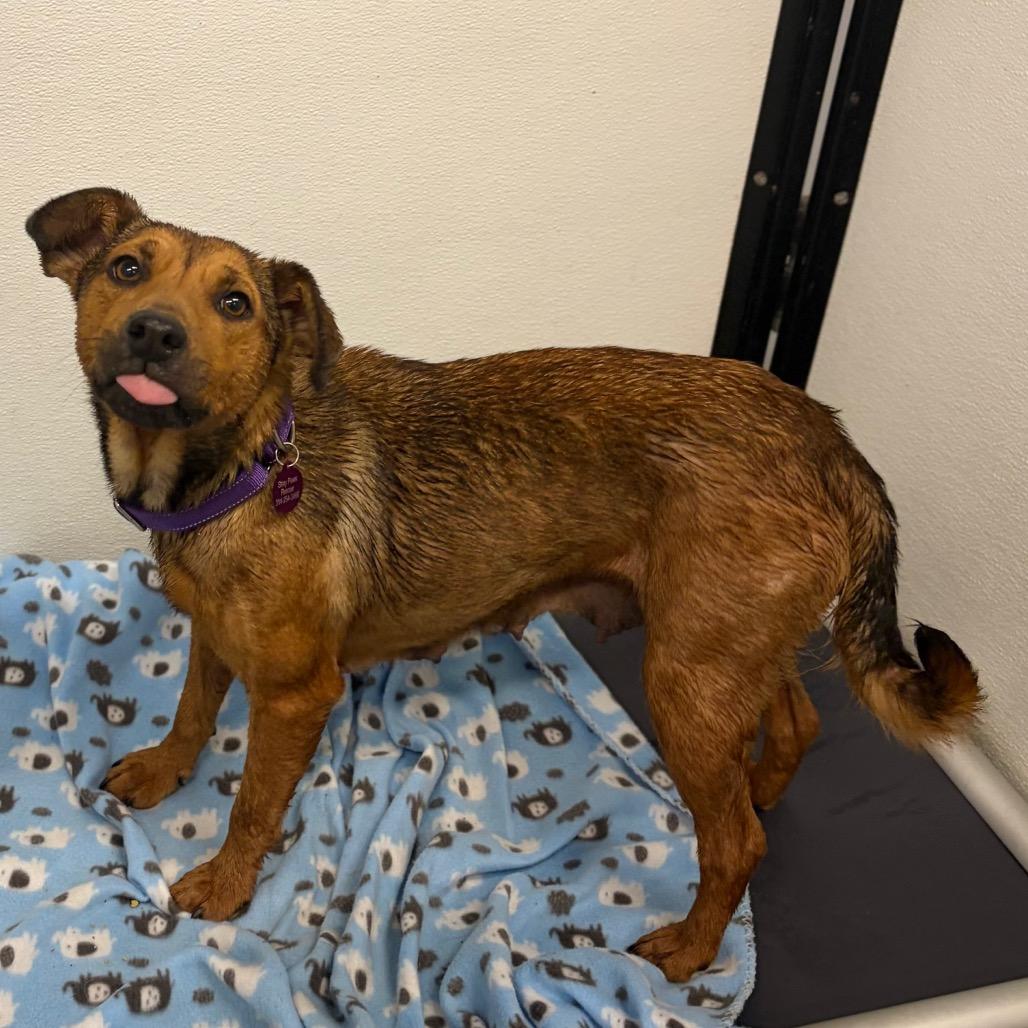 Vera/Mom, Adoptable, Adult Female Miniature Dachshund & Mixed Breed.