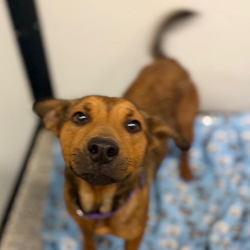 Enlarge Vera/Mom, a Adoptable mixed breed in St. Peters, MO image 2/6