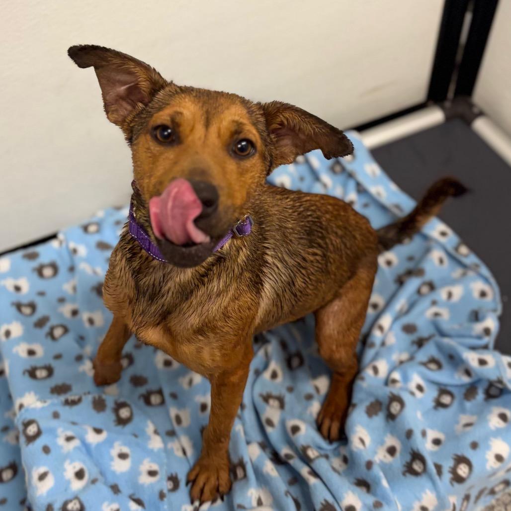 Enlarge Vera/Mom, a Adoptable mixed breed in St. Peters, MO image 3/6