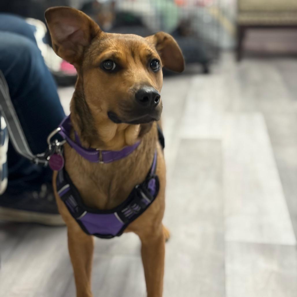 Enlarge Vera/Mom, a Adoptable mixed breed in St. Peters, MO image 4/6