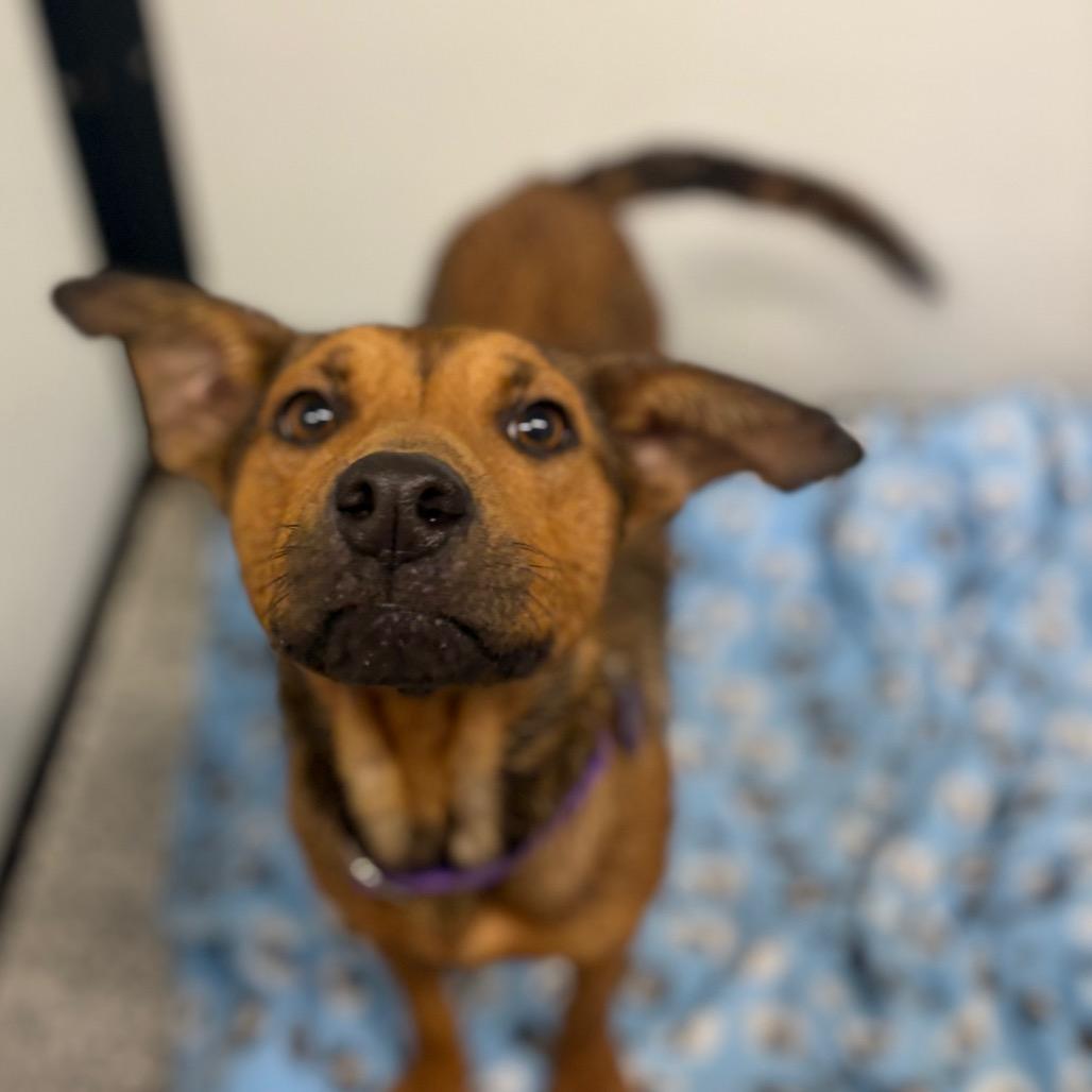 Enlarge Vera/Mom, a Adoptable mixed breed in St. Peters, MO image 5/6