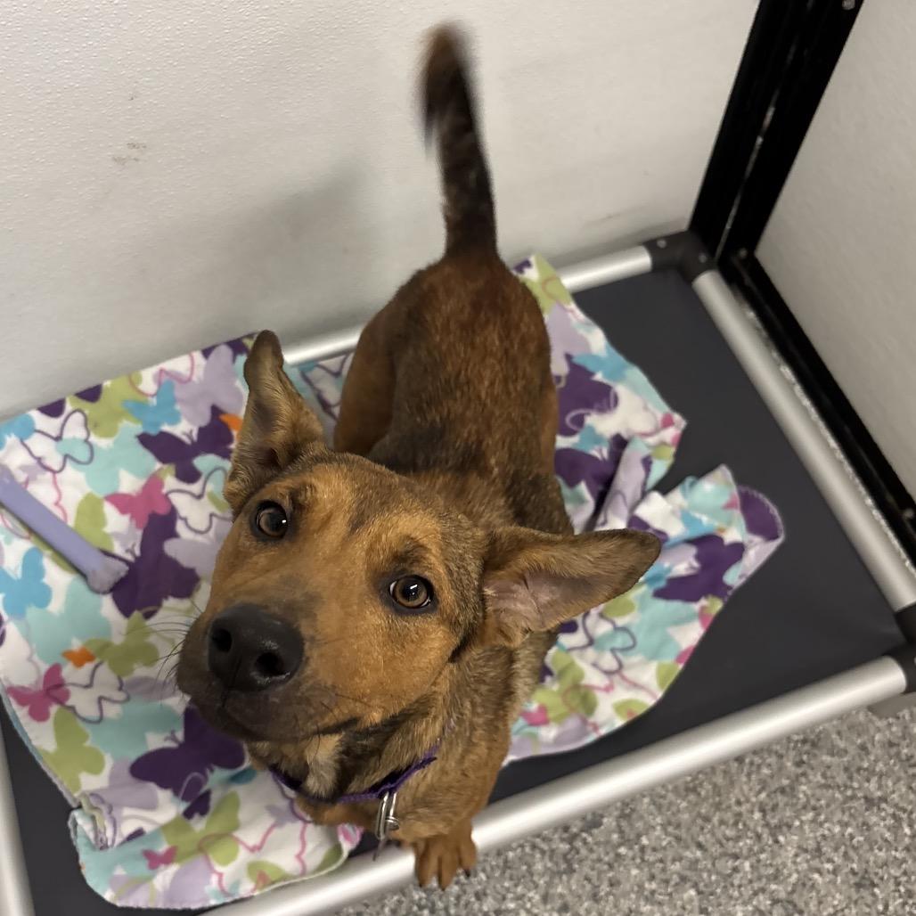 Enlarge Vera/Mom, a Adoptable mixed breed in St. Peters, MO image 6/6