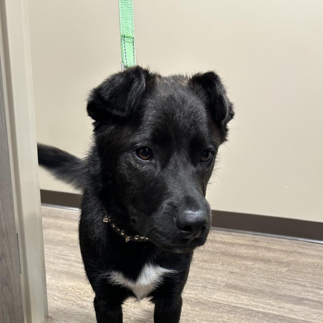 T-REX, Adoptable, Young Male Black Labrador Retriever.